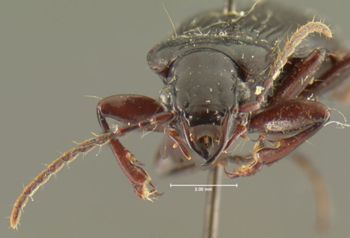 Media type: image;   Entomology 33052 Aspect: head frontal view